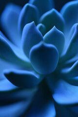 Succulent plant in blue color close up macro