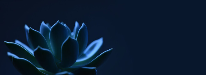 Succulent plant in blue on blue background, banner design