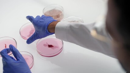 Slow-motion close-up of male scientist conducting microbiology experiment of comparing artificial cultured meat samples in petri dishes with pink gel substance
