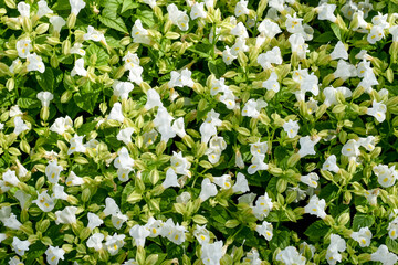 Fullframe background texture of white wishbone flowers and green leaves at King Rama 9 Park ,Bangkok Thailand 