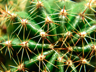 cactus with dense spines in the sun on the windowsill close-up
