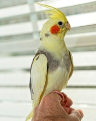 cockatiel