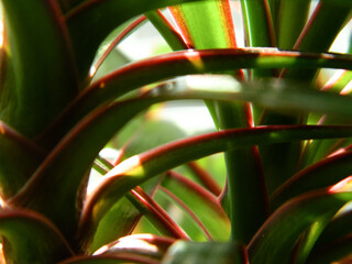 sunlight plays in the juicy colorful leaves of a house palm close-up