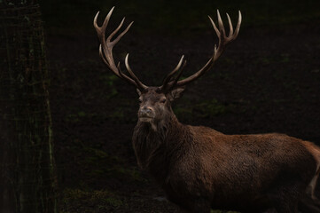 Hirsch in einem wald 