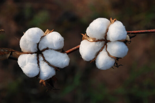 Cotton Farming In India