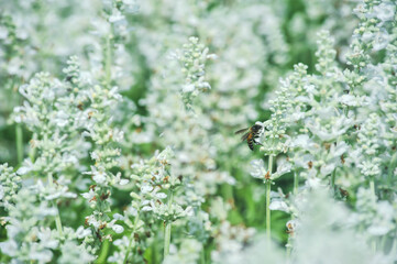 A bee with natural white Bedstraw flowers  at King Rama 9 Park, Bangkok Thailand