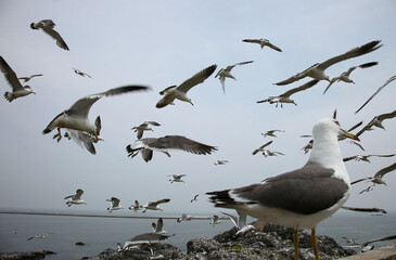 うみねこ、　蕪島、
鳥、
乱舞飛行、