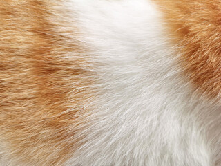 Cat fur texture background. Orange or ginger and white cat hair background.