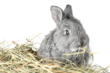 Cute fluffy rabbit with hay on white background