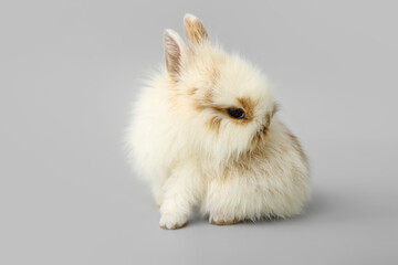 Cute fluffy rabbit on grey background