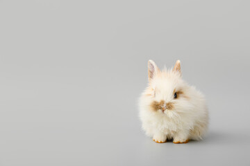 Cute fluffy rabbit on grey background