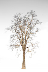 A tree without leaves on a white background.