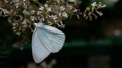 Beautiful white butterfly in nature