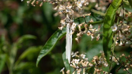 Beautiful white butterfly in nature