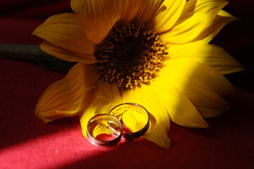 Detail of wedding rings placed on a flower.