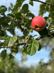 apple on tree