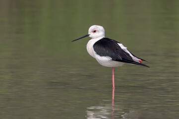 Portrait of Black-winged Stilt