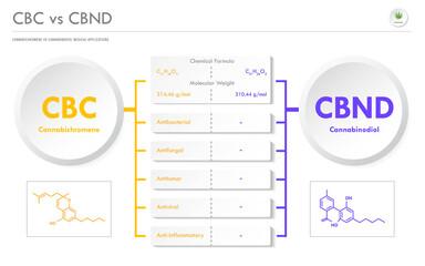CBC vs CBND, Cannabichromene vs Cannabinodiol horizontal business infographic illustration about cannabis as herbal alternative medicine and chemical therapy, healthcare and medical science vector.