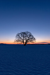 Fototapeta na wymiar 北海道冬の風景　夜明けのハルニレの木