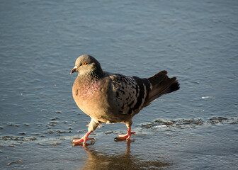 pigeon on the ice