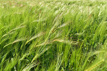 Wheat field on a beautiful summer day.
