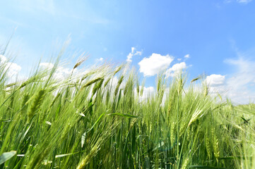 Wheat field on a beautiful summer day.