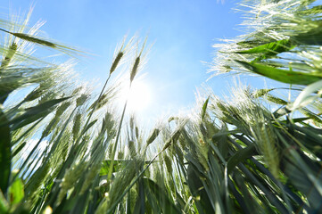 Naklejka premium Wheat field on a beautiful summer day.