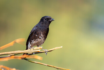 The pied bush chat is a small passerine bird found ranging from West Asia and Central Asia to the...