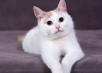 white cat on a red background