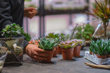 female holds glass florarium vase with succulent plants Small garden with miniature plants. Home indoor plants. DIY florarium. Colorful plants growing in glass geometric