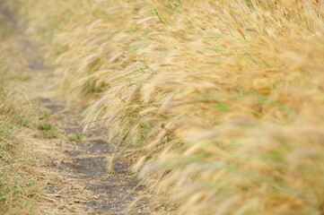 Wheat field. The ears of a wheat field in the wind, the yellow color of the ears of wheat.