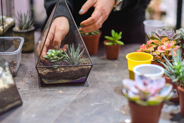 DIY florarium. Home gardening master class. Closeup of hands planting succulents in glass geometric shape vases