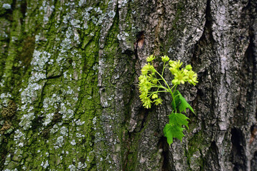 Bark, the texture of a bark photographed in daylight.