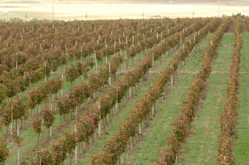 Fototapeta na wymiar Vineyard. Vine plantation during harvest, day photo.