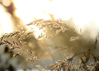 grass and sun