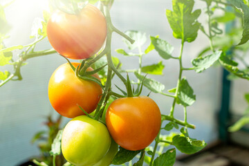 Bunch of organic unripe green tomato in greenhouse. Homegrown, gardening and agriculture consept....
