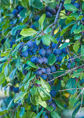 Homegrown, gardening, agriculture and gmo free consept. Plum home (Punus domestica) fruit plant, Plum of Rose family. Natural vegetable organic food production.