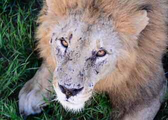 portrait of a lion