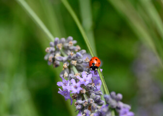 ladybug on lavender