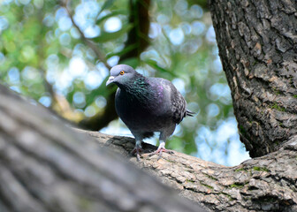 pigeon on a branch
