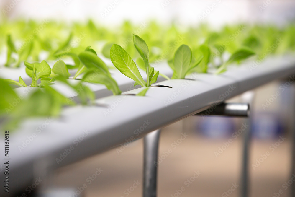 Wall mural seedlings in a greenhouse