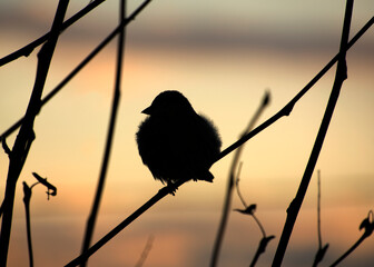 silhouette of a sparrow at sunset
