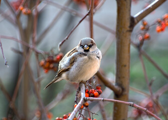 a sparrow on a rowan branch