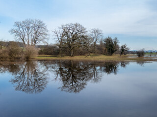 Fototapeta premium Reflections of leafless trees in winter along the swiss Lake Katzensee