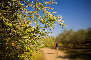 Green Istrian olives on a branch