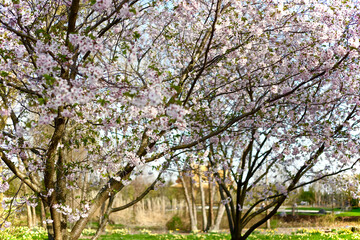 blooming cherry tree 