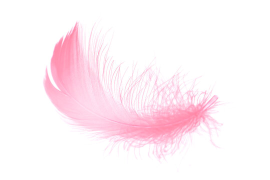 Single soft and light pink feather isolated on white background. faether fall or flying in the air.
