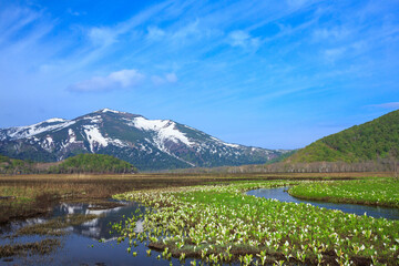 尾瀬　ミズバショウ咲く尾瀬ヶ原