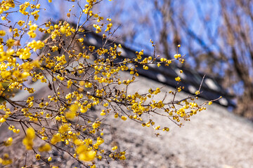 早春の寺の境内に咲くロウバイ