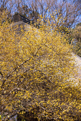 早春の寺の境内に咲くロウバイ
